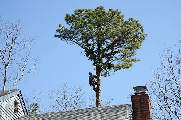 How Our Tree Care Process Works  in  Lexington, MN